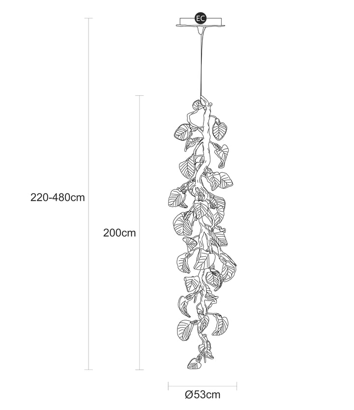 Calathea Hyaline Medium