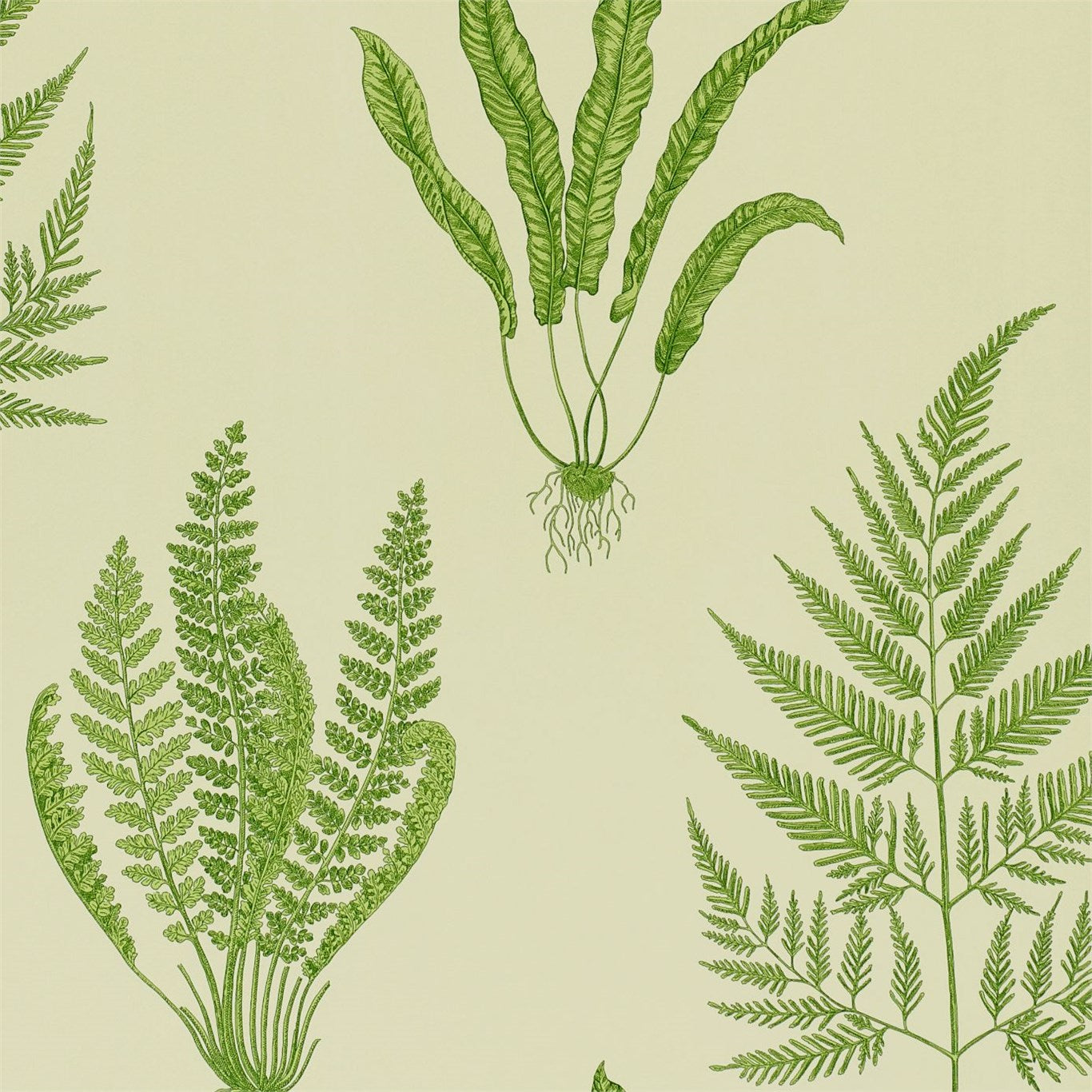 Woodland Ferns - Green