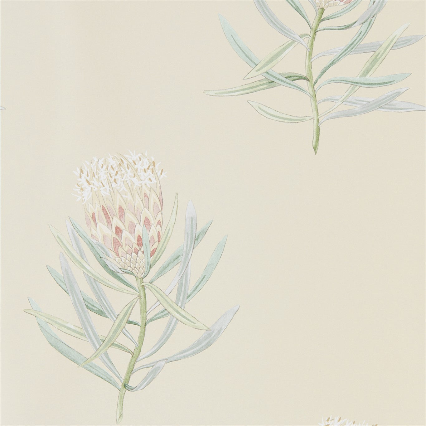 Protea Flower - Russet / Green
