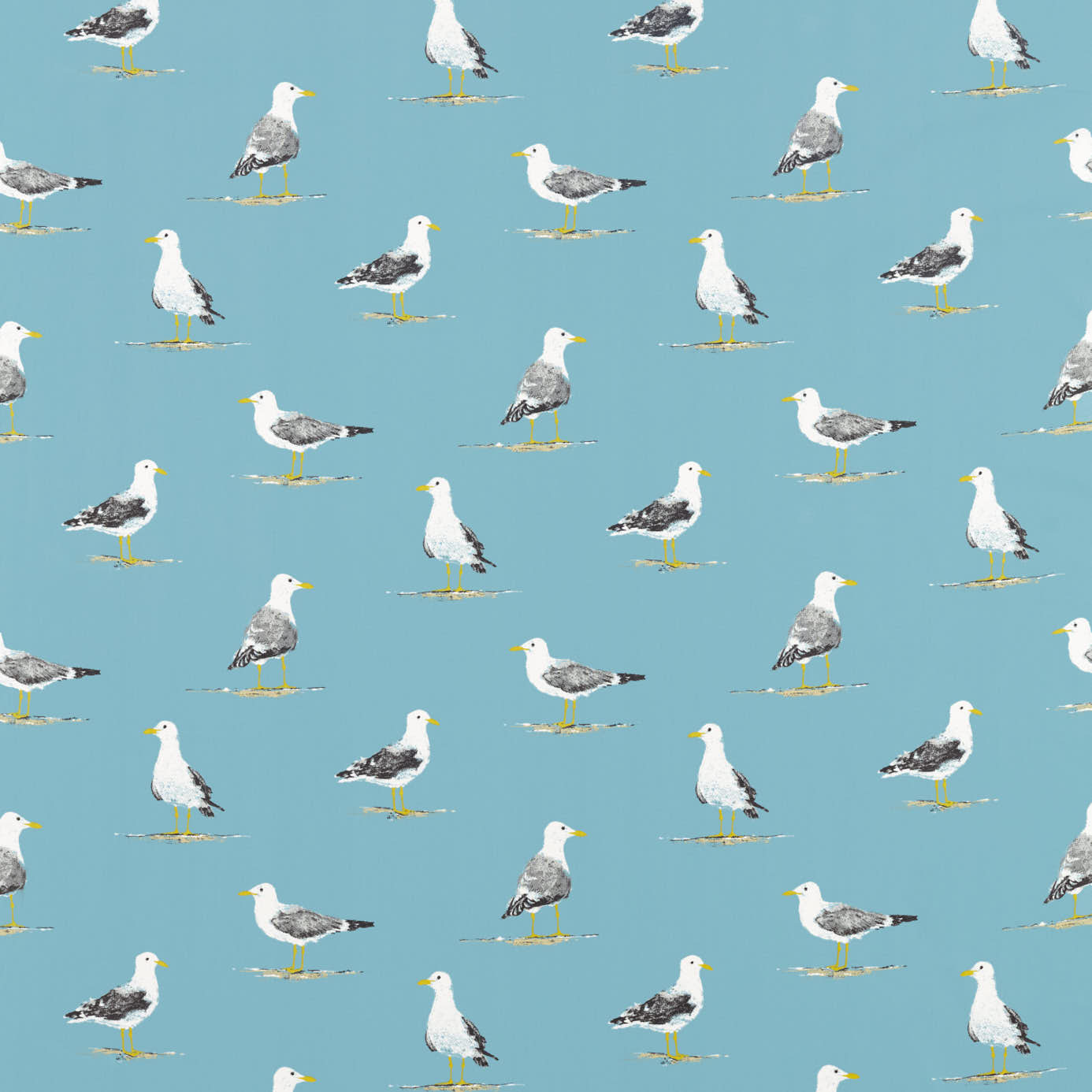 Shore Birds - Pacific