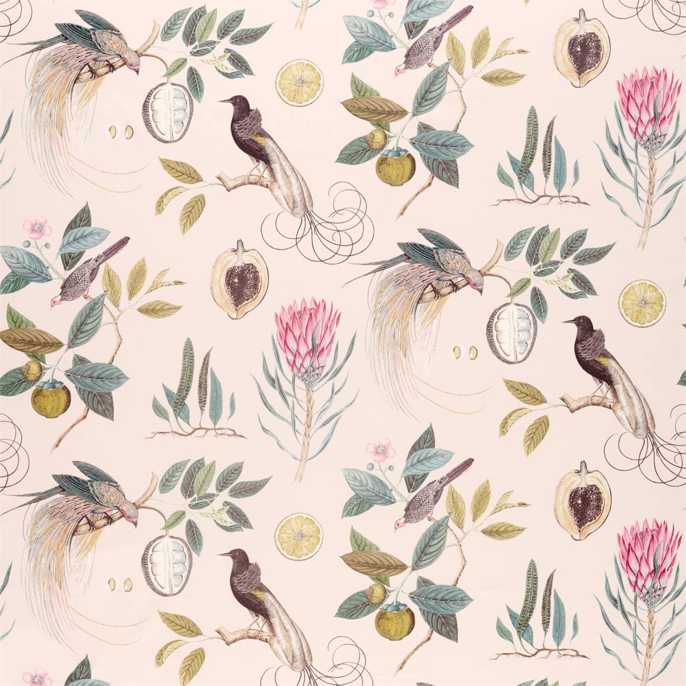 Paradesia - Orchid / Grey