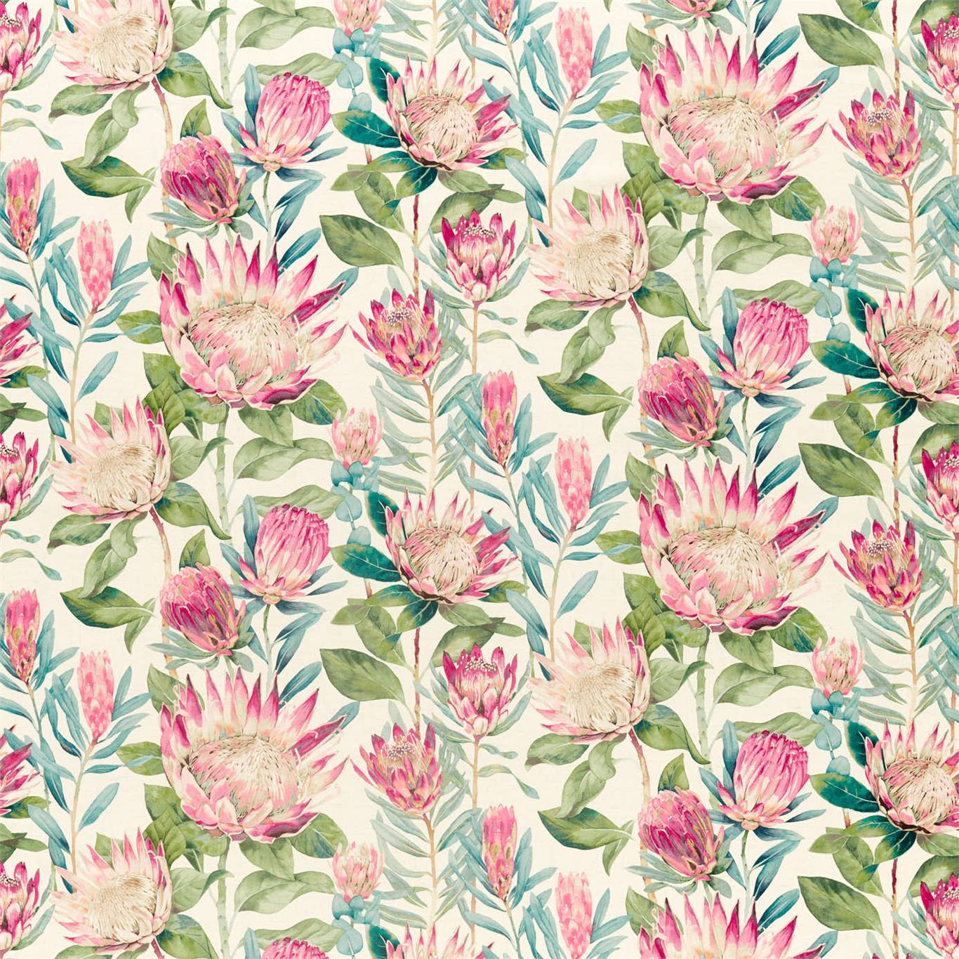 King Protea - Rhodera