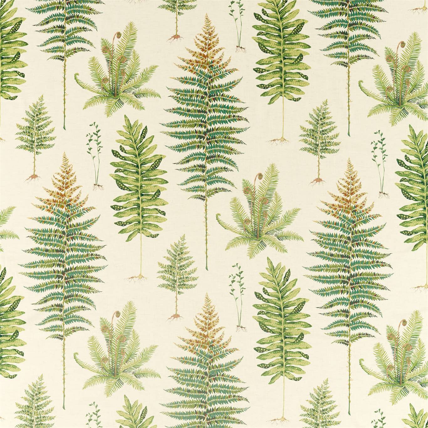 Fernery - Olive