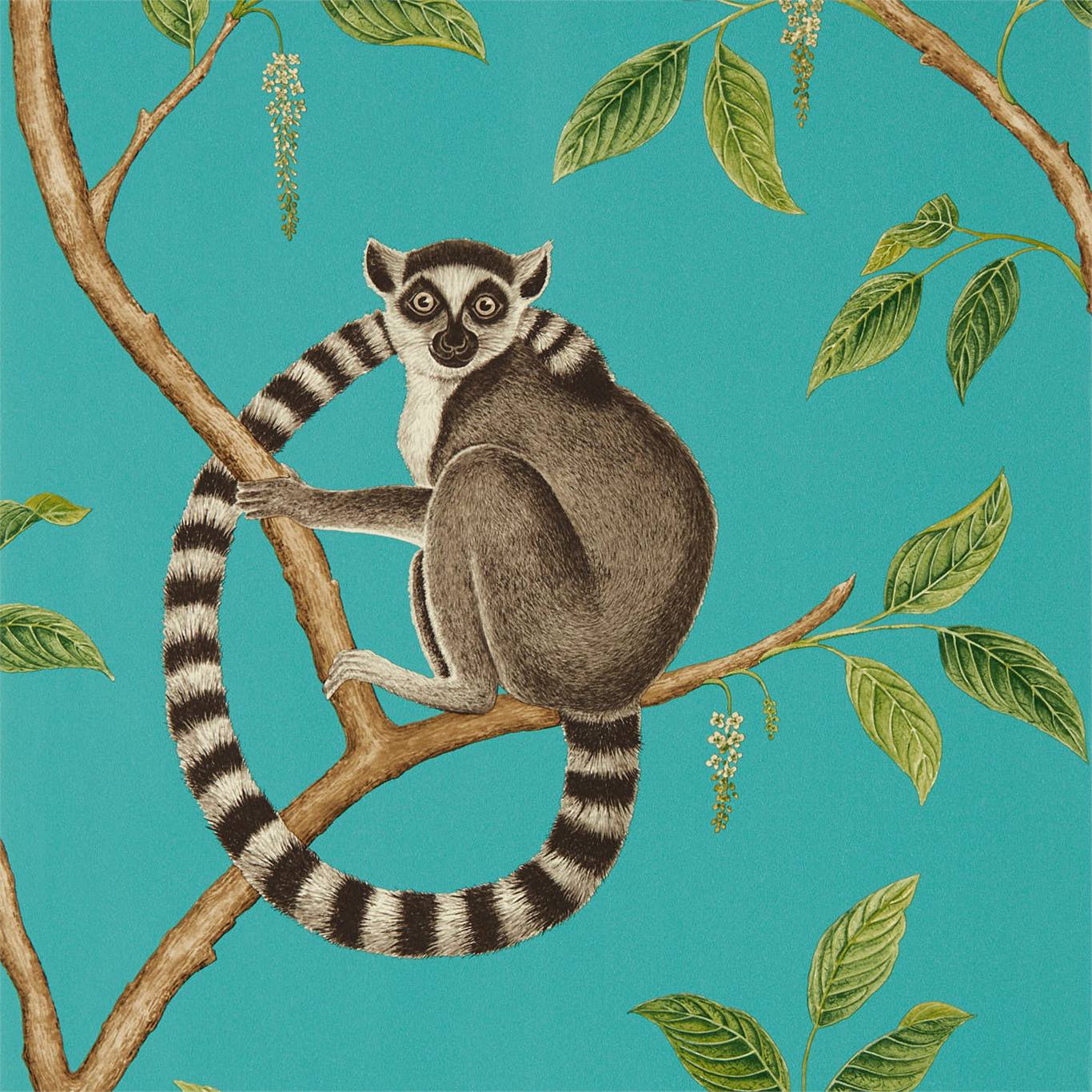 Ringtailed Lemur - Ringtailed Lemur Teal