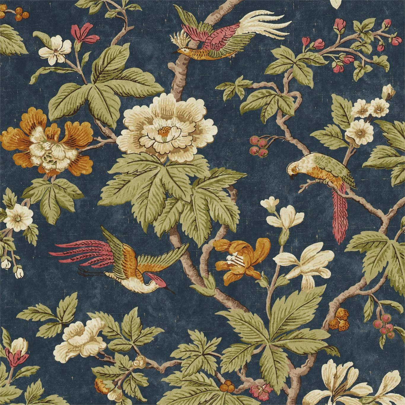 Lophura - Navy