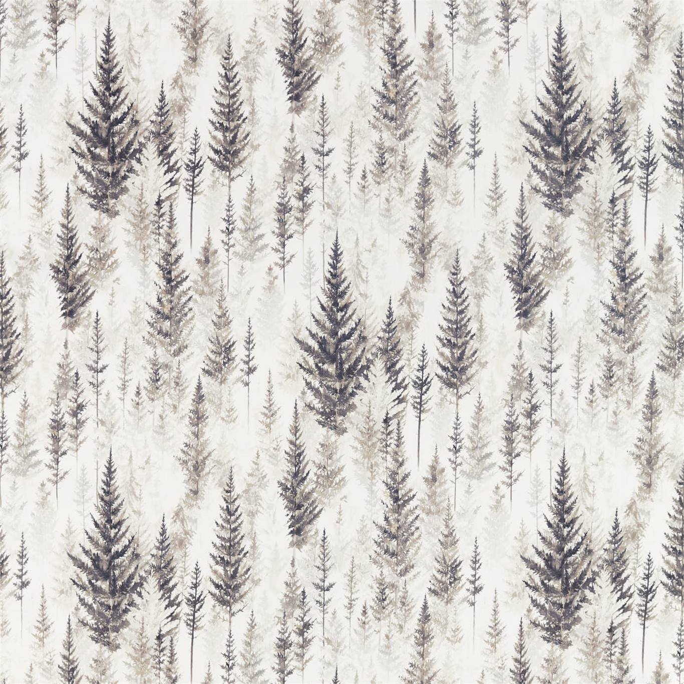 Juniper Pine - Pine Elder Bark