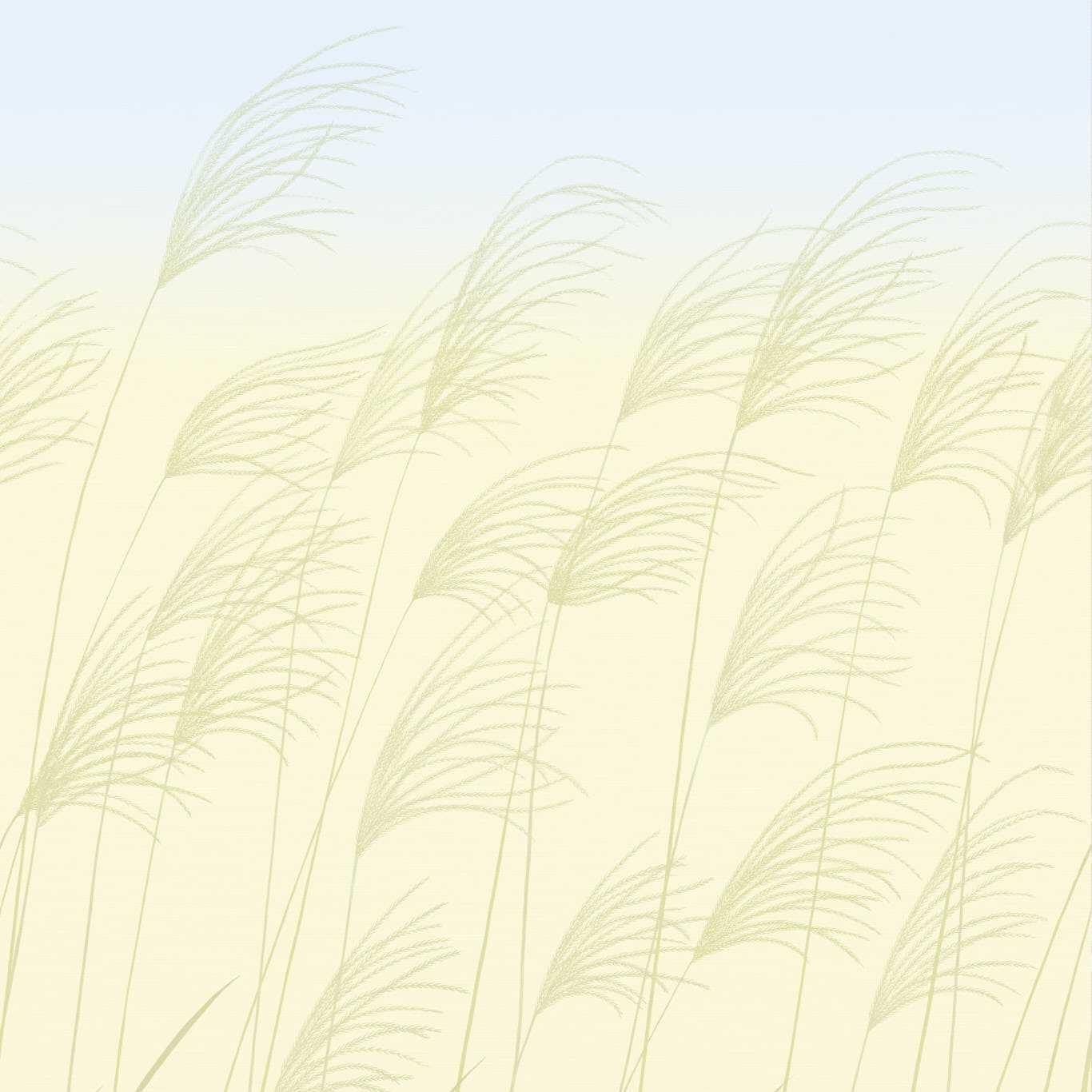 Miscanthus - Buttermilk / Sky