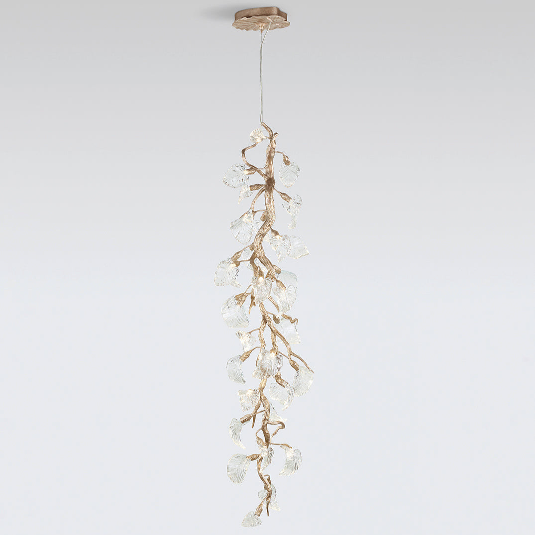 Calathea Hyaline Medium