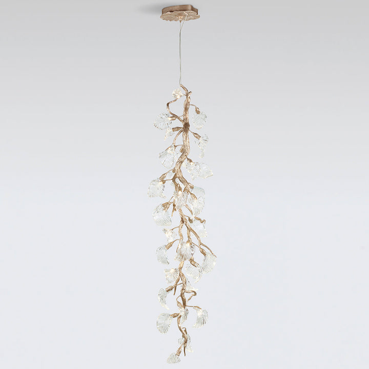 Calathea Hyaline Medium