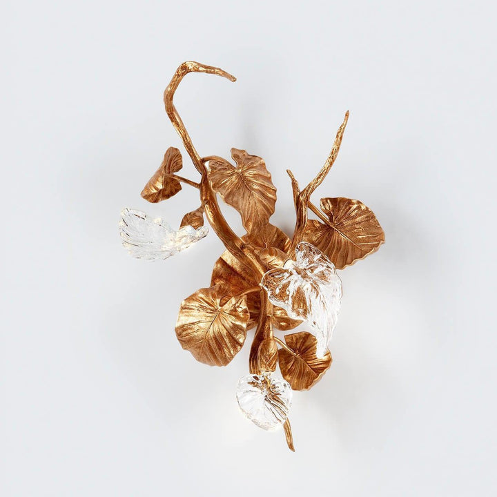 Calathea Makoyana Medium