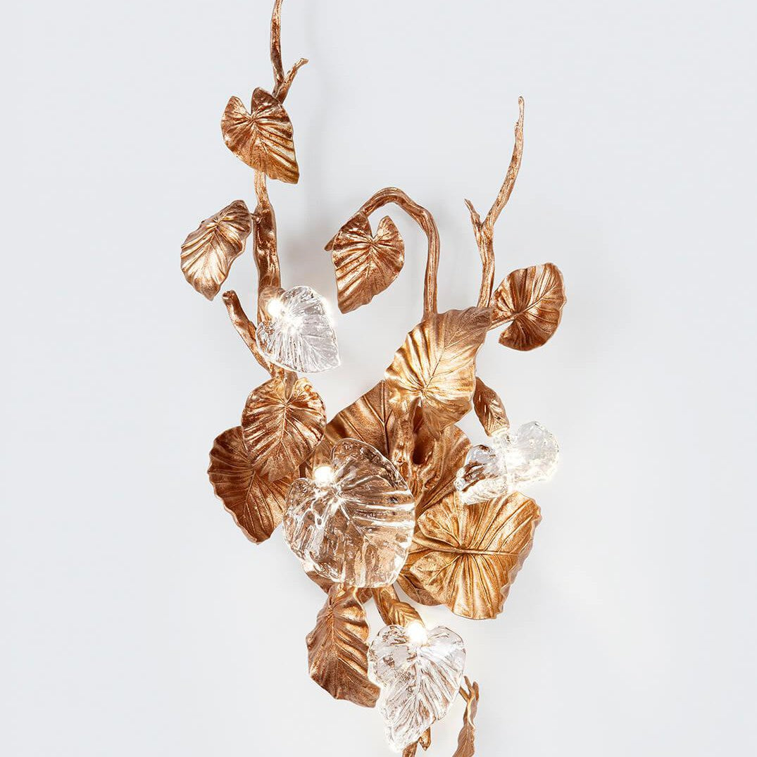 Calathea Makoyana Large