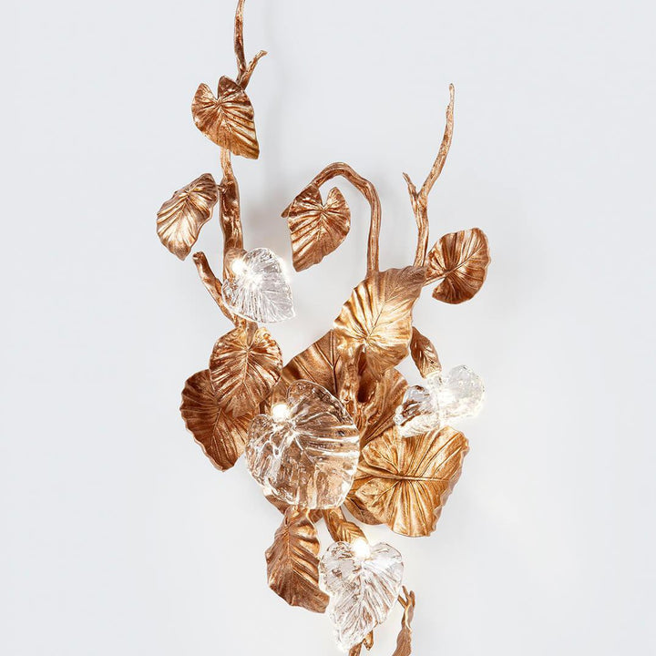 Calathea Makoyana Large