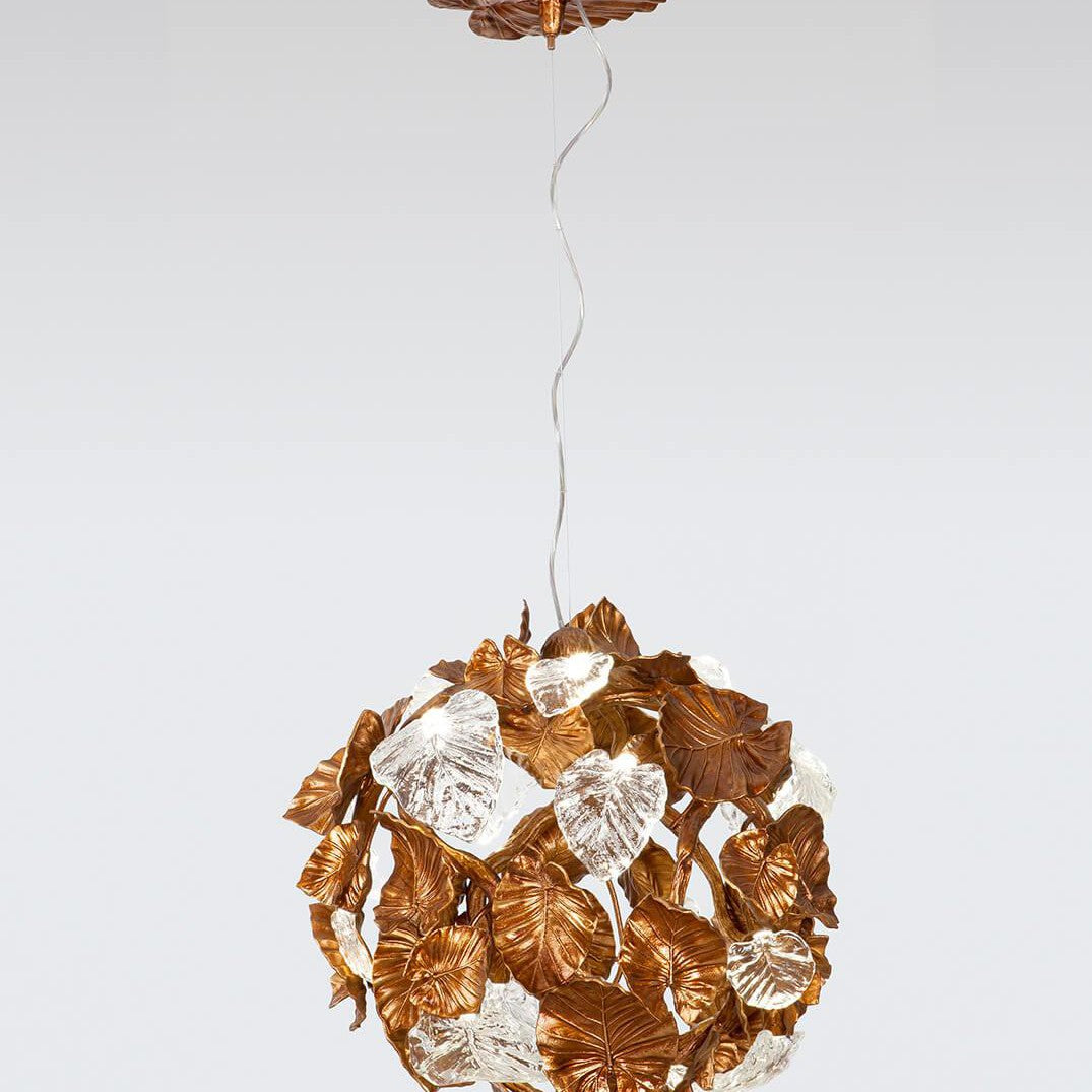 Calathea Orbifolia Large