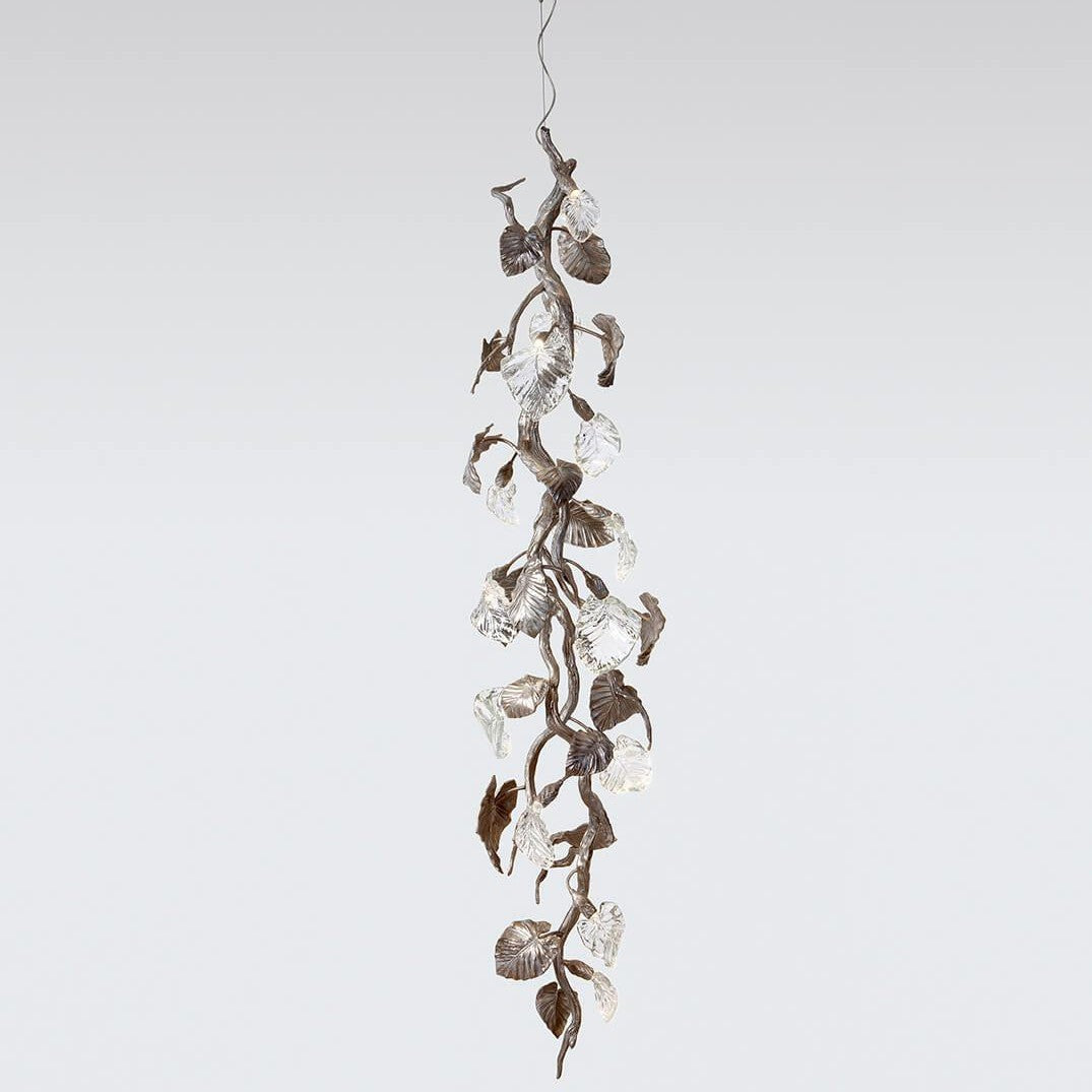 Calathea Ornata Medium