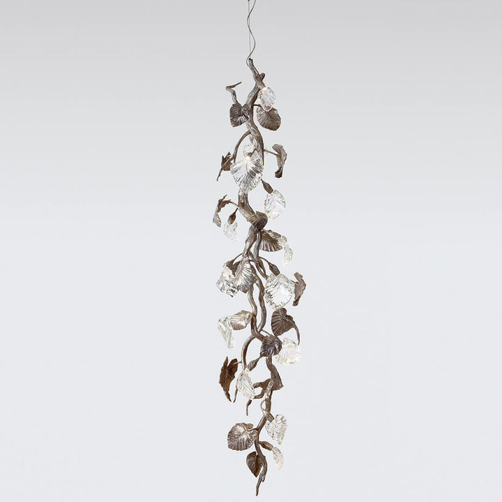 Calathea Ornata Medium