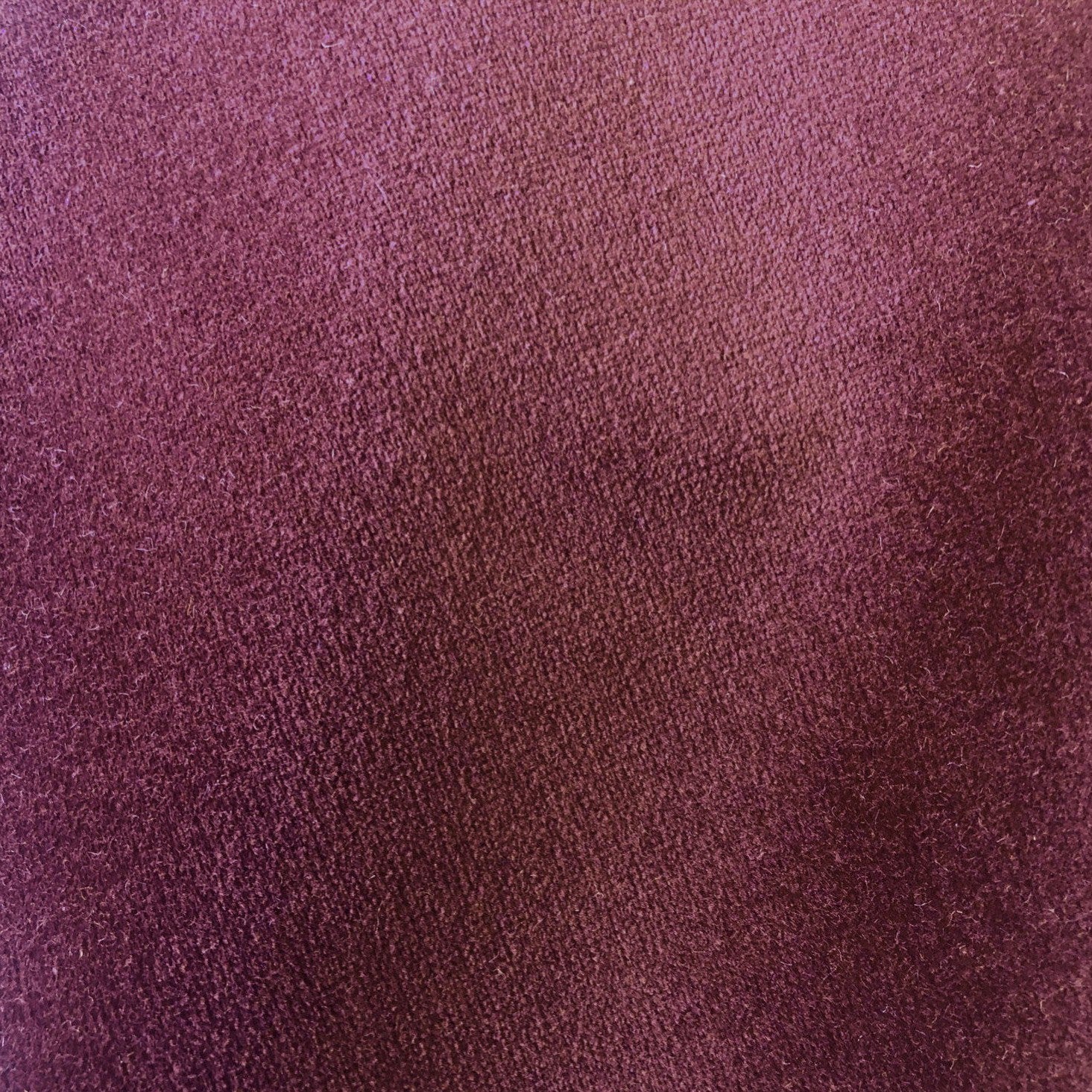 Safari - Damson