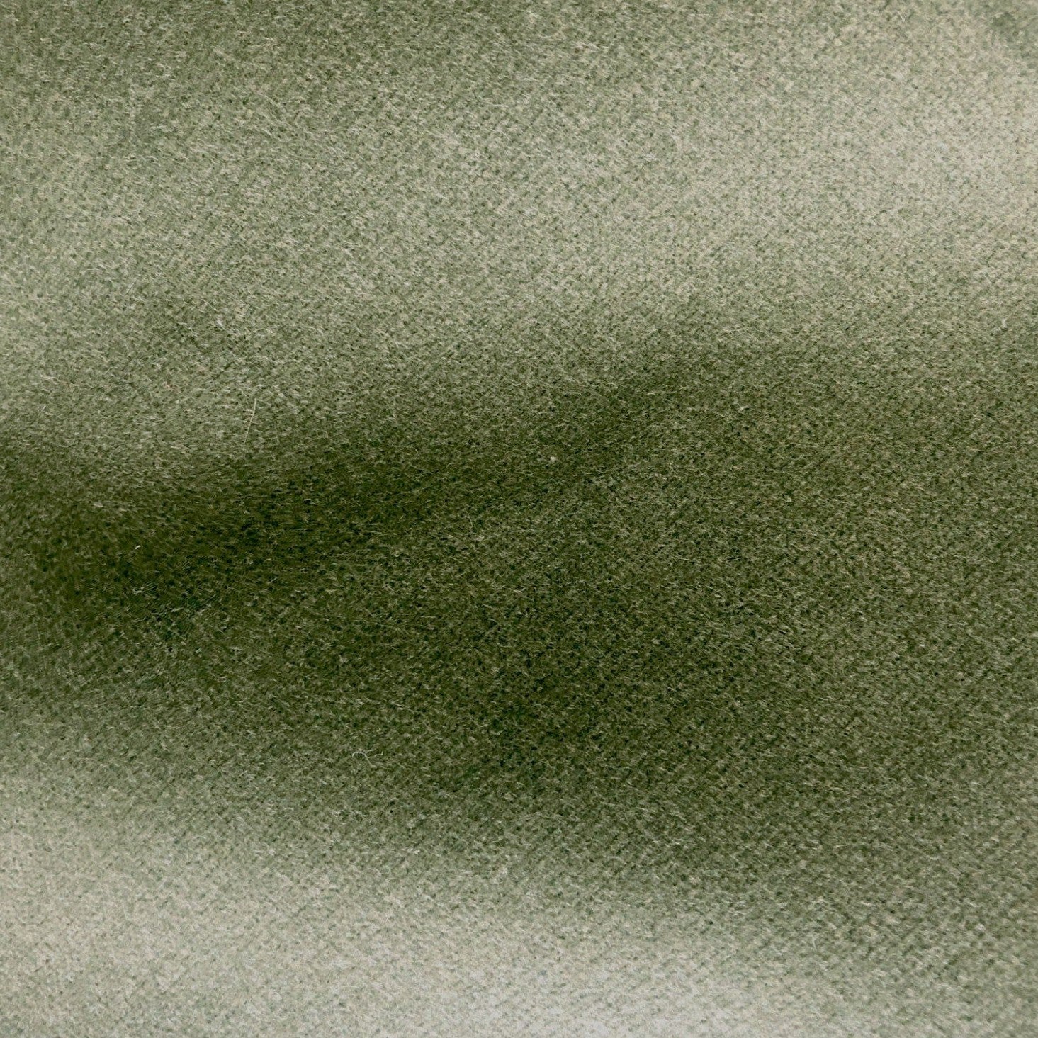 Safari - Conifer