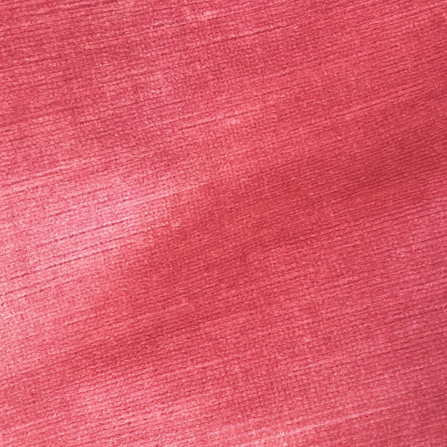 Titian - Rose