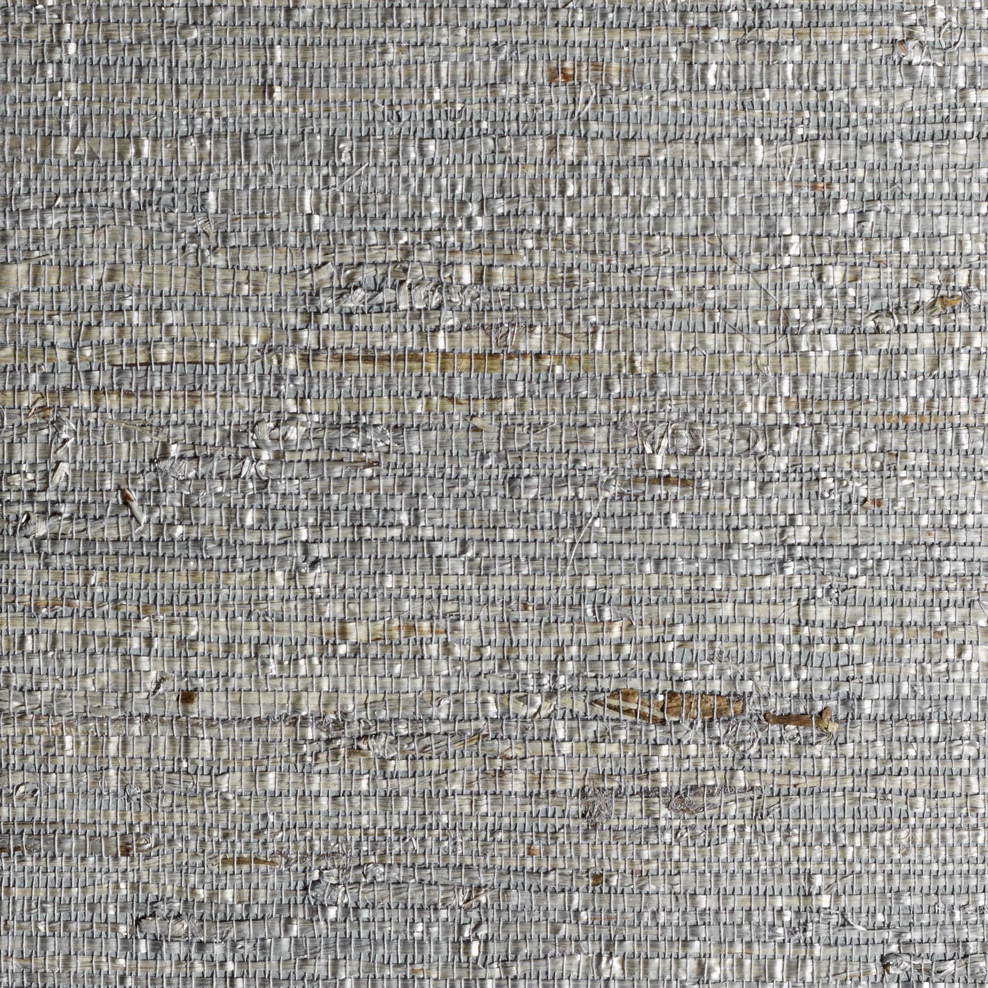 Arrowroot Blue Rhizoid