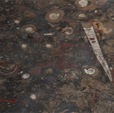 Stone - Fossilized Marble (polished)