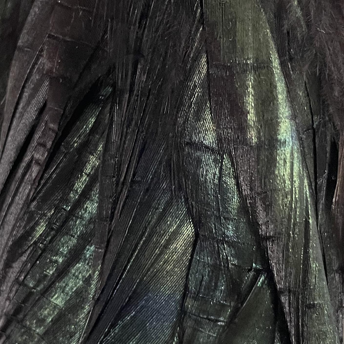 Lampshade, Feathered - Raven Feather