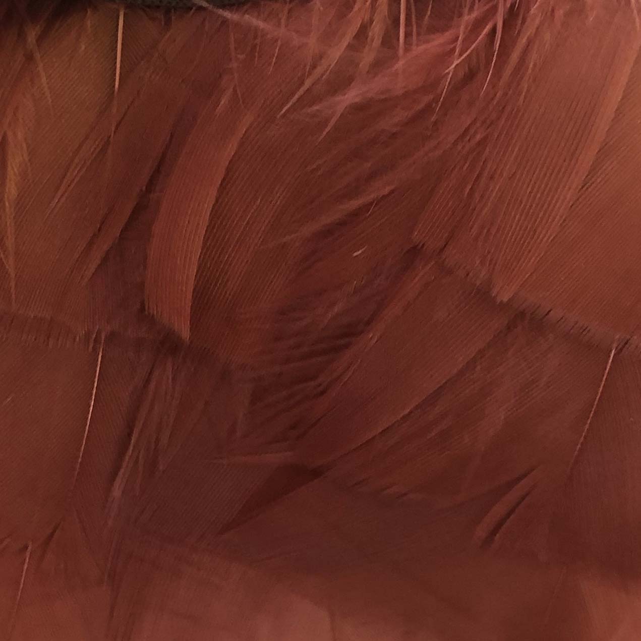 Lampshade, Feathered - Terracotta Duck Feather