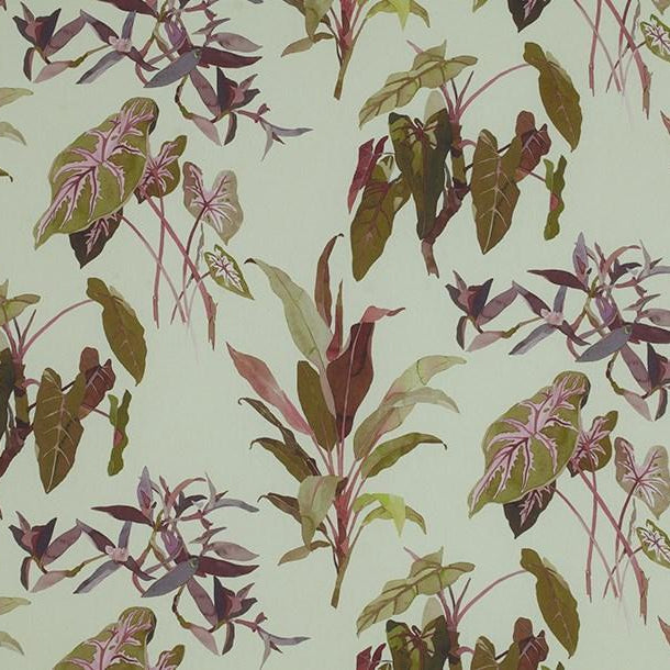 Caladium - Red Baron