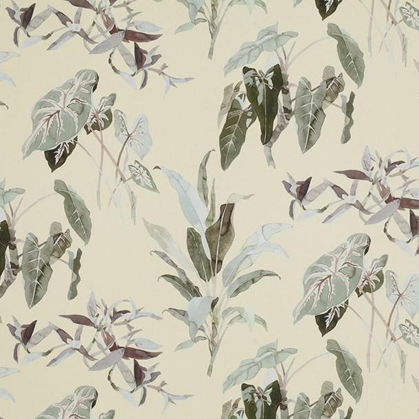 Caladium - French Clay