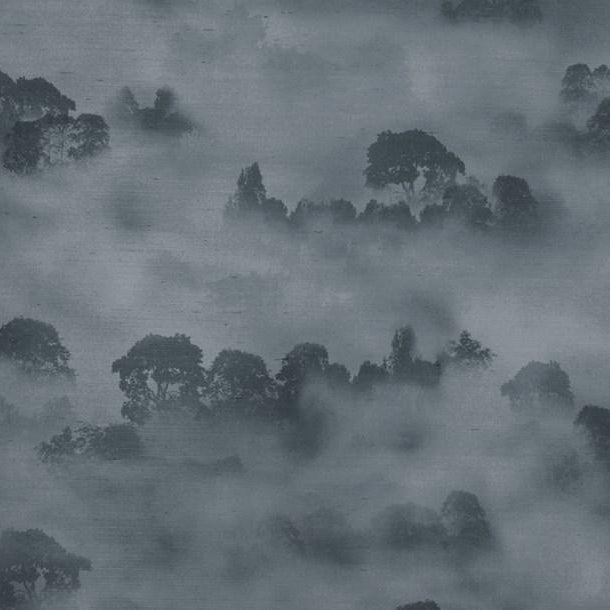 Misty Forest    - Sky