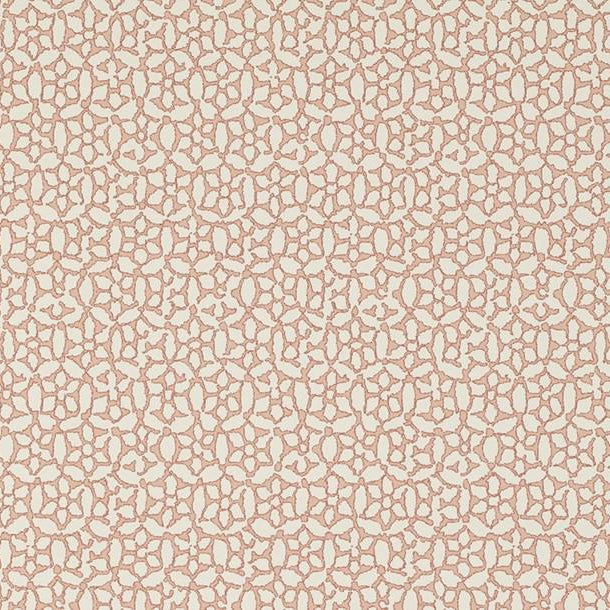 Chinese Daisy - Salmon