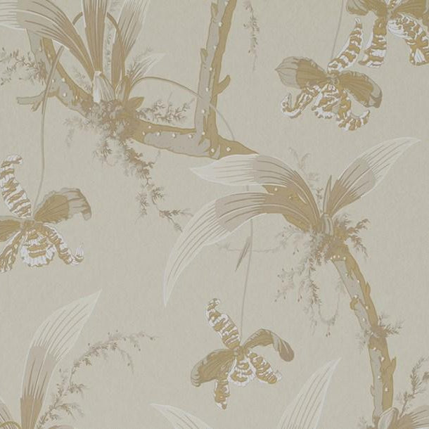 Mandarin Orchids - Buttermilk