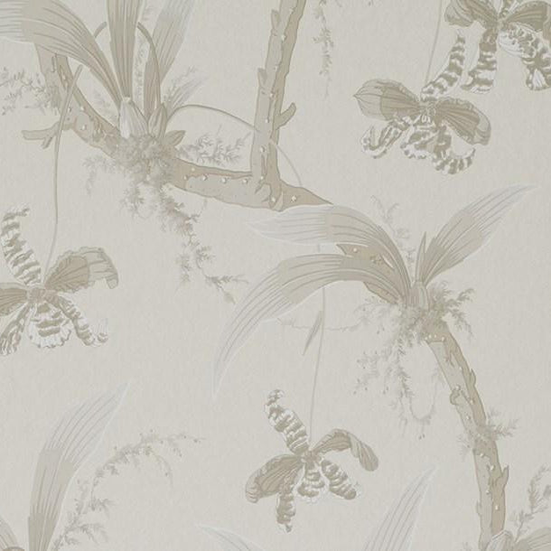 Mandarin Orchids - Pearly Gates